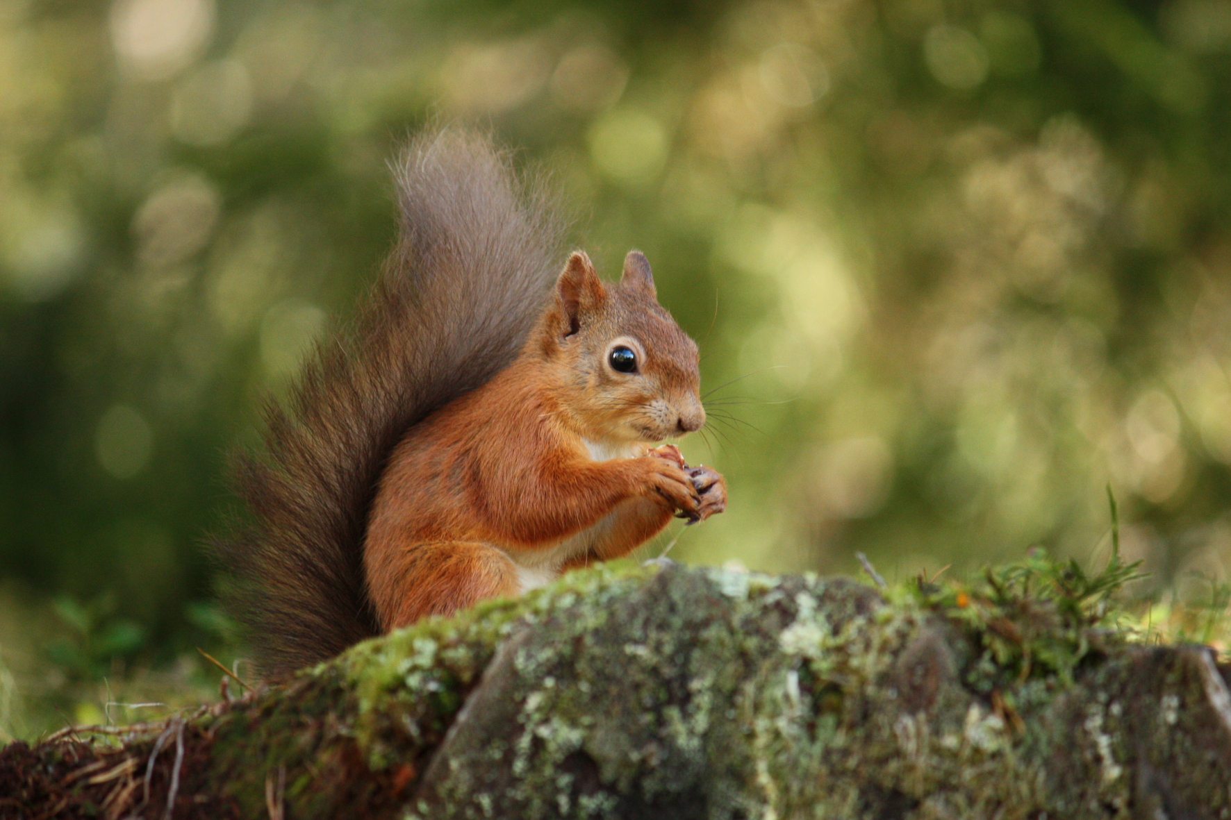 /Red-Squirrel