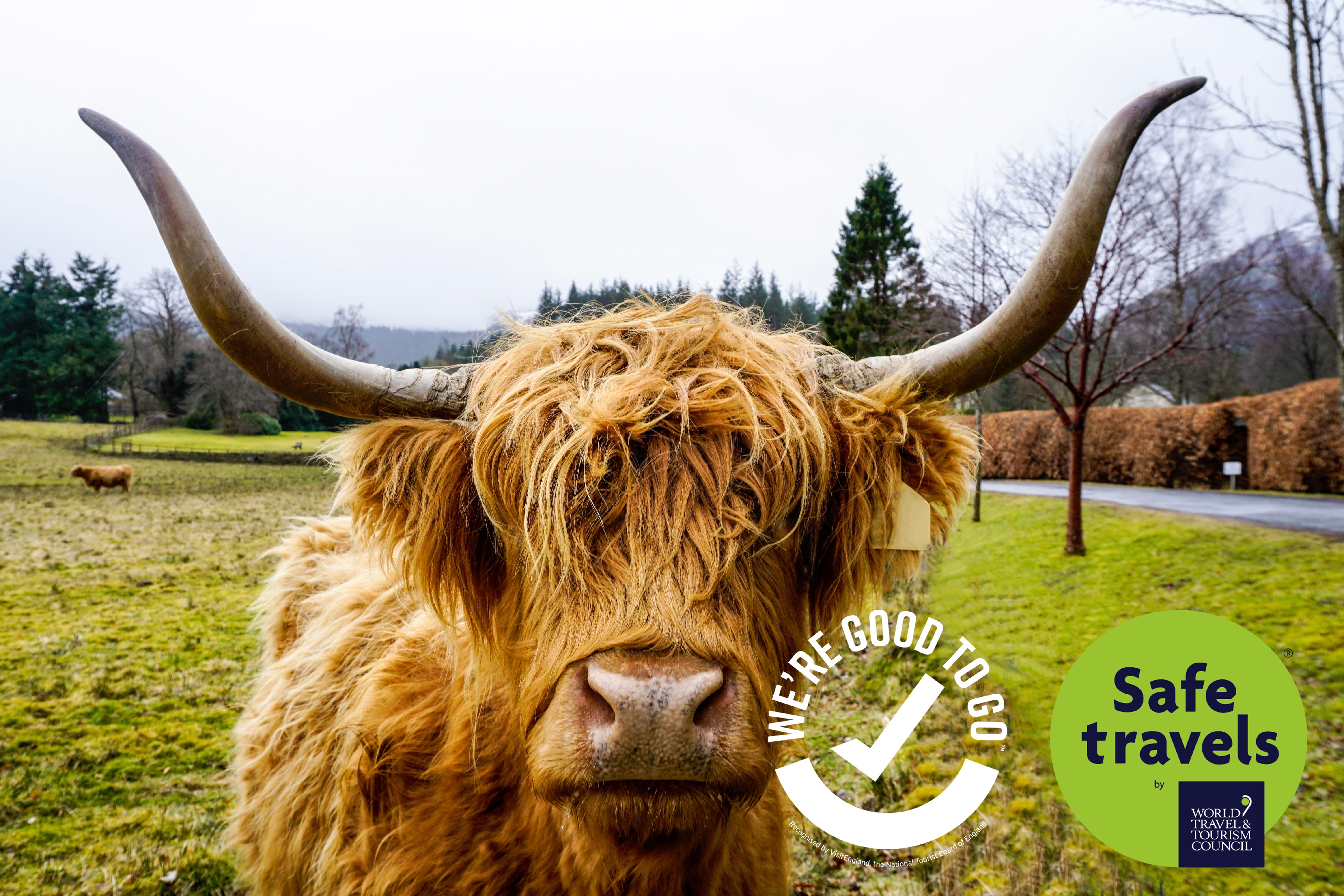 /A%20Highland%20Coo%20with%20our%20covid%20certifications