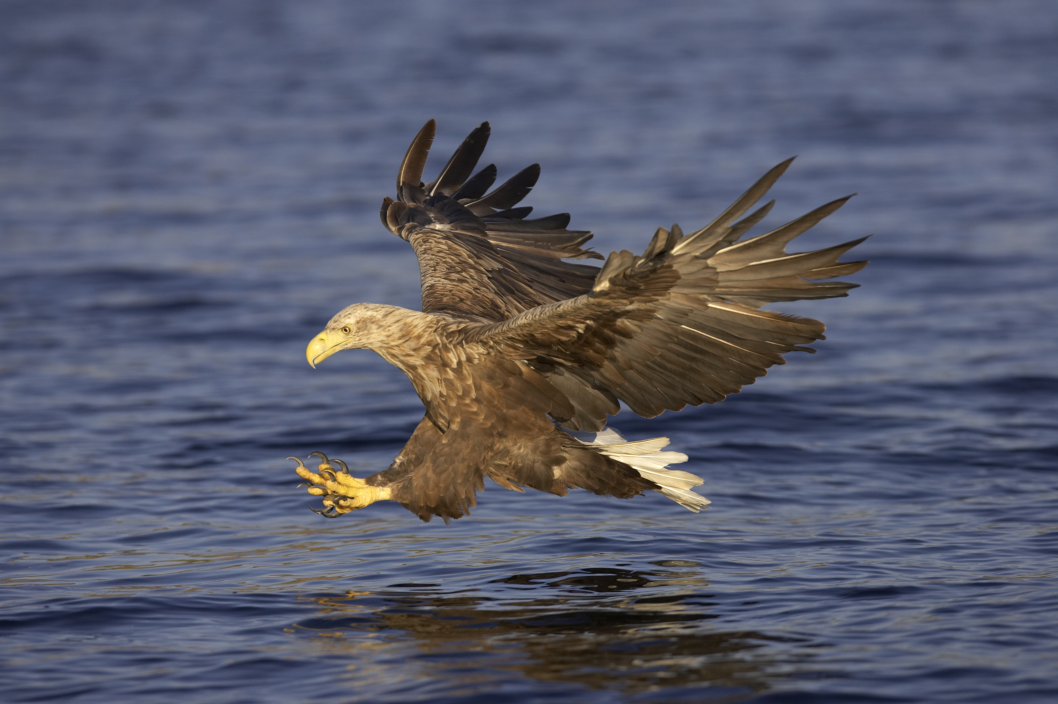 Highland Adventure: Lochs, Waterfalls & Rewilding Experience