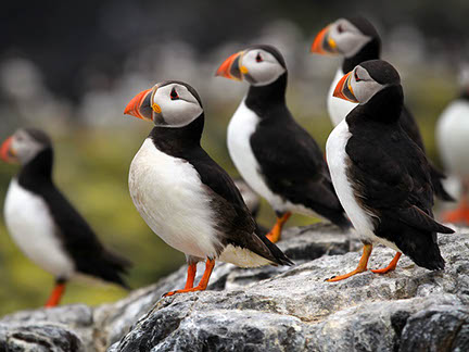 Atlantic Puffins