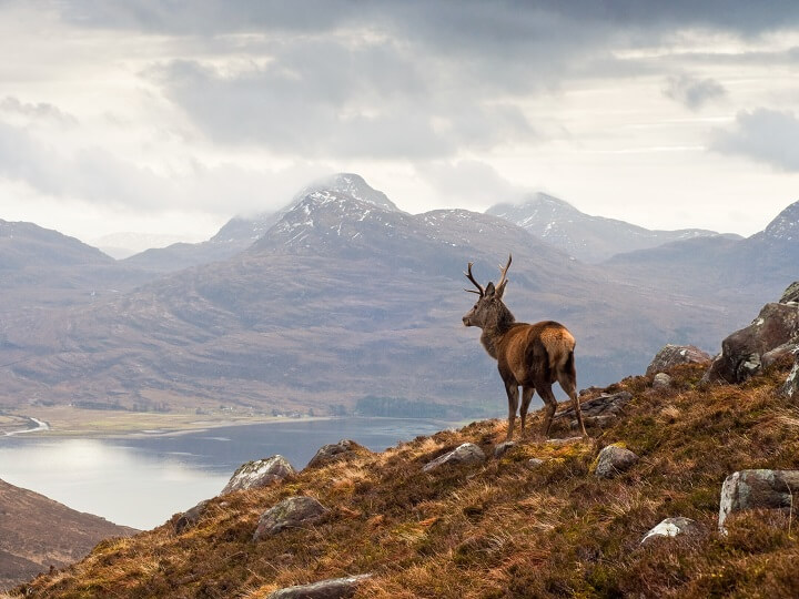 Stag at Loch Torridon